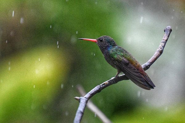 Witkinsaffierkolibrie in de regen in het Atlantisch regenwoud, Brazilië